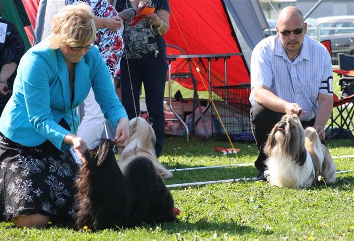 Shih Tzu Danmark